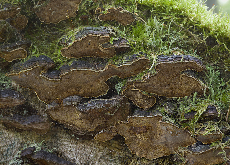 Phellinus chrysoloma